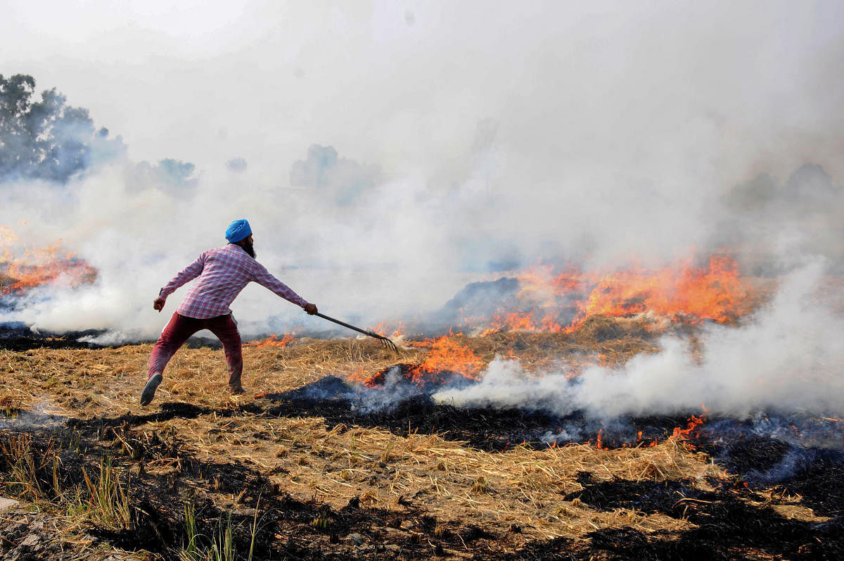 Instead of burning stubble, farmers can use it to earn money by extracting cellulose out of it first. The cellulose can then be combined with non-edible vegetable oil to create the new polymer that could one day replace plastic. Credit: DH File Photo