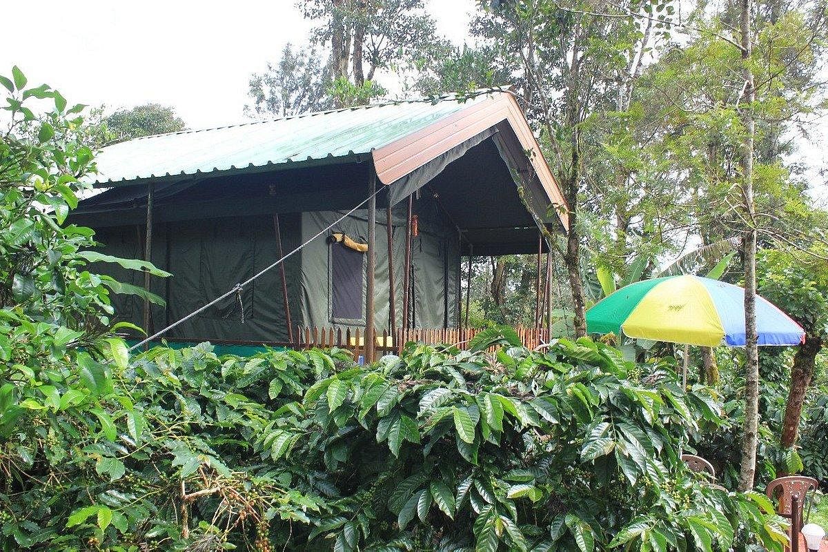 A tent house amidst a coffee estate in Kodagu.