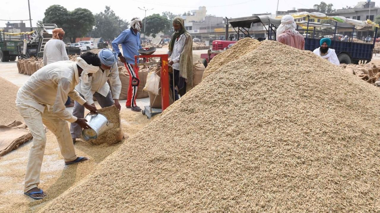 Labourers fill sacks with paddy grain at a wholesale grain market in Amritsar. Credit: AFP Photo