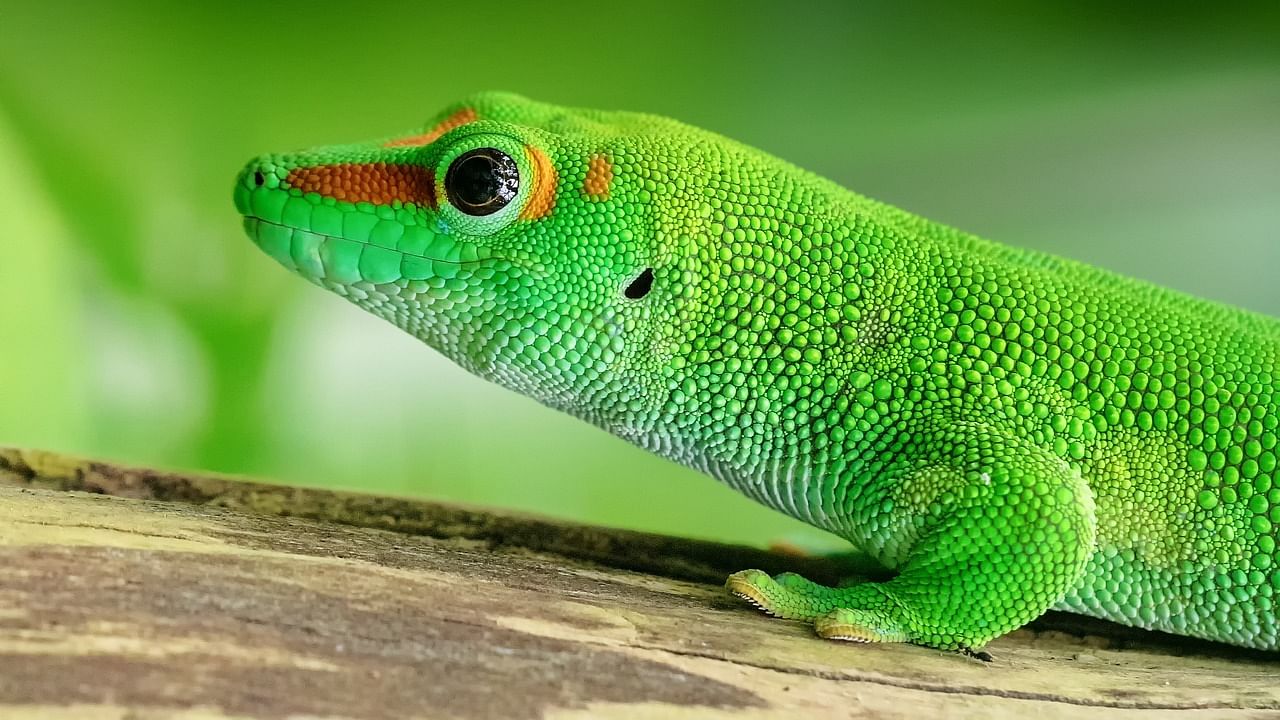 These geckos can be identified by their rounded pupil unlike the vertical pupil seen in most other geckos. Credit: Pixabay Photo