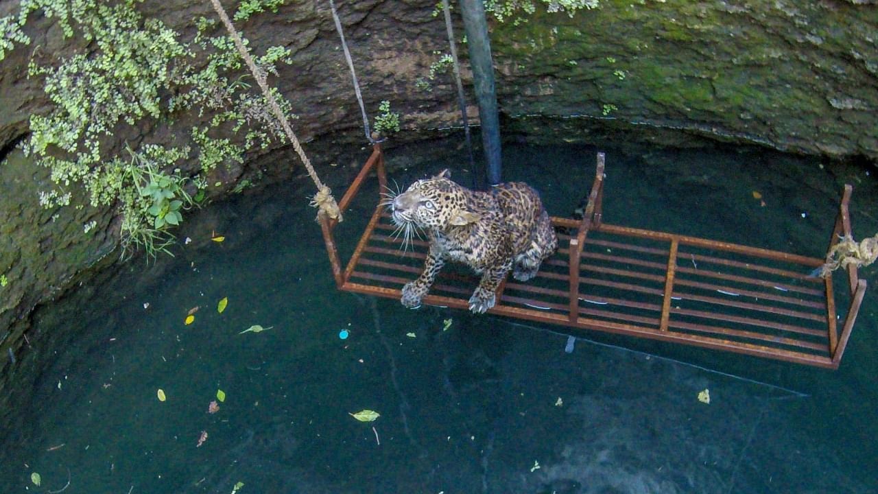 A metal plank was lowered to prevent the leopard deom drowning. Credit: Wildlife SOS/MFD