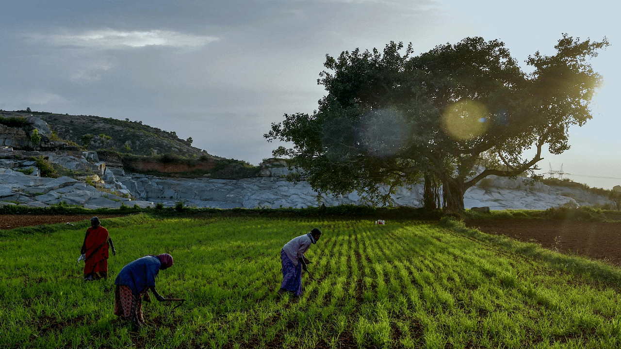 Karnataka is looking to promote agri-tourism. Credit: AFP Photo