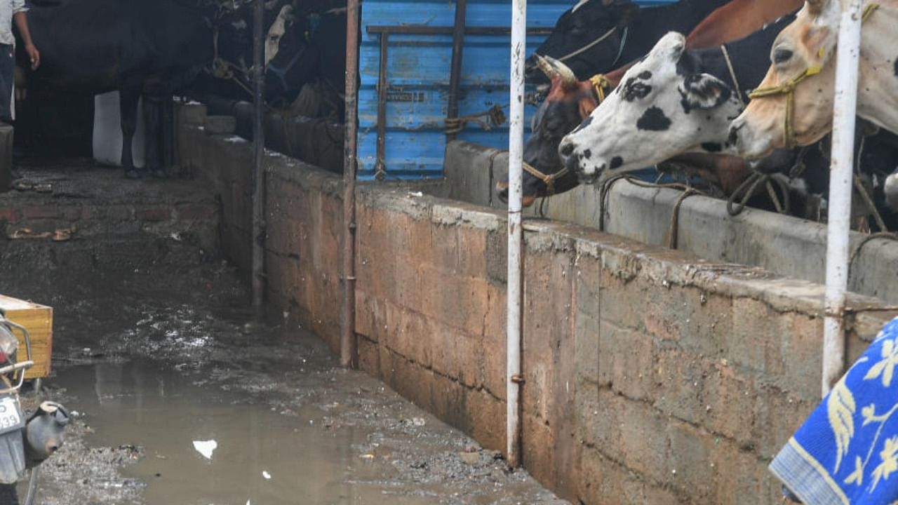 A BBMP official, however, pointed out that the livestock owner had tied them on a stormwater drain. Credit: DH Photo/S K Dinesh