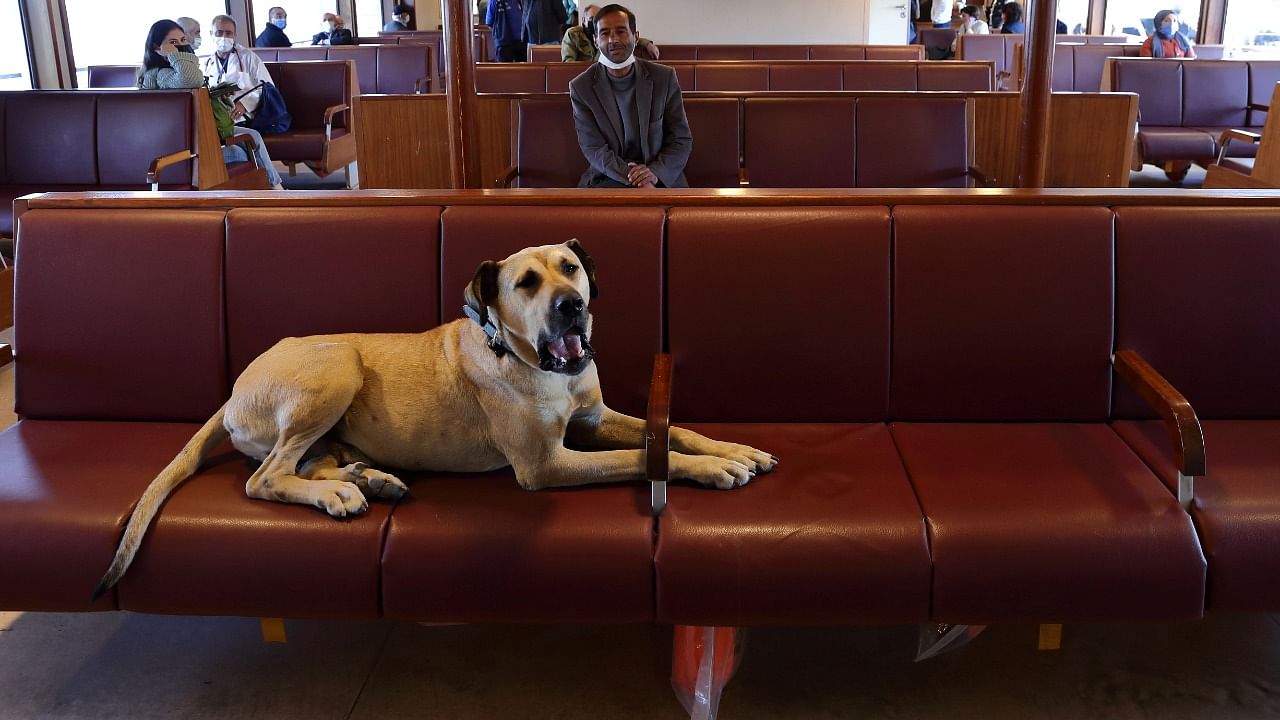 Boji, a street dog, has become a regular sight on ferries, buses and metro trains in Europe’s largest city. Credit: Reuters Photo