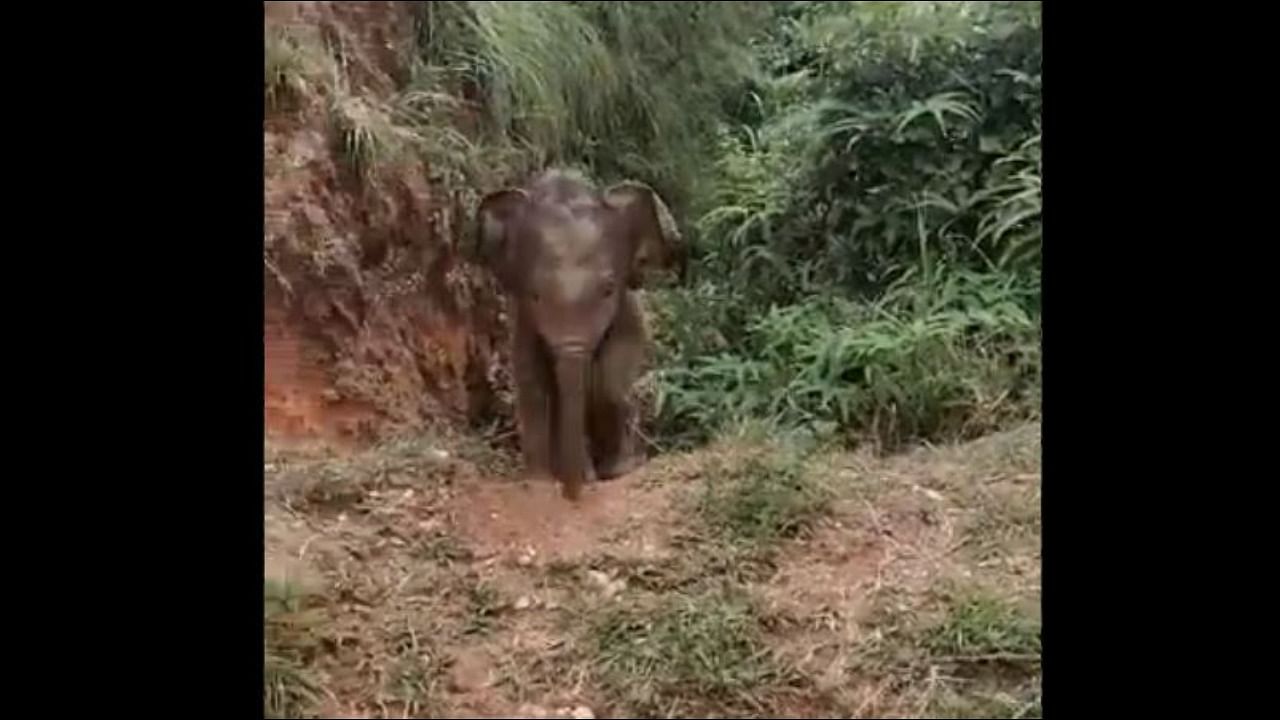 A video of the baby elephant blowing a big trumpet while approaching the mother has gone viral. Credit: Twitter/@supriyasahuias