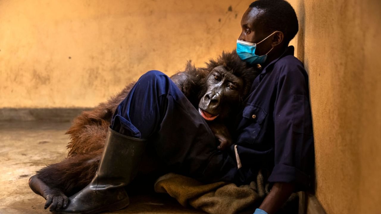 Orphaned mountain gorilla, Ndakasi, lies in the arms of her caregiver, Andre Bauma, on September 21, 2021 before dying after a prolonged illness. Credit: Getty Images
