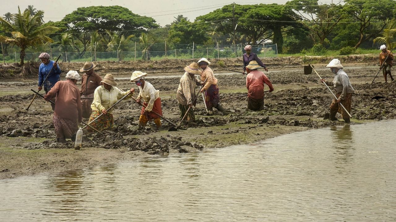 Farmers plough a water-filled field before planting Pokkali paddy crop. Credit: PTI Photo