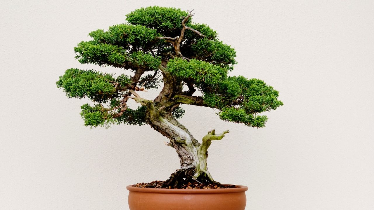 Many celebrated Bonsai masters have likened growing bonsai to raising kids. Credit: iStock Photo