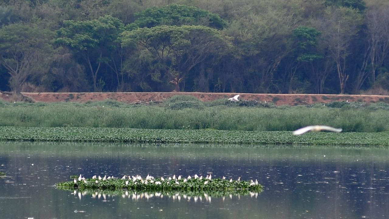 The lockdown helped reduce the toxic pollution in Bellandur Lake, tempting birds to come back. Credit: DH File Photo/Pushkar V