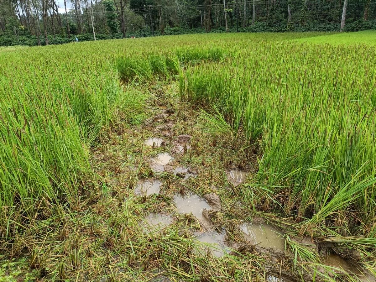 The footprints of elephants in a paddy field in Karadigodu.