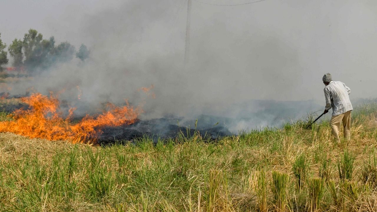 A farmer burns straw stubble after harvesting paddy crops in a field on the outskirts of Amritsar. Credit: AFP Photo