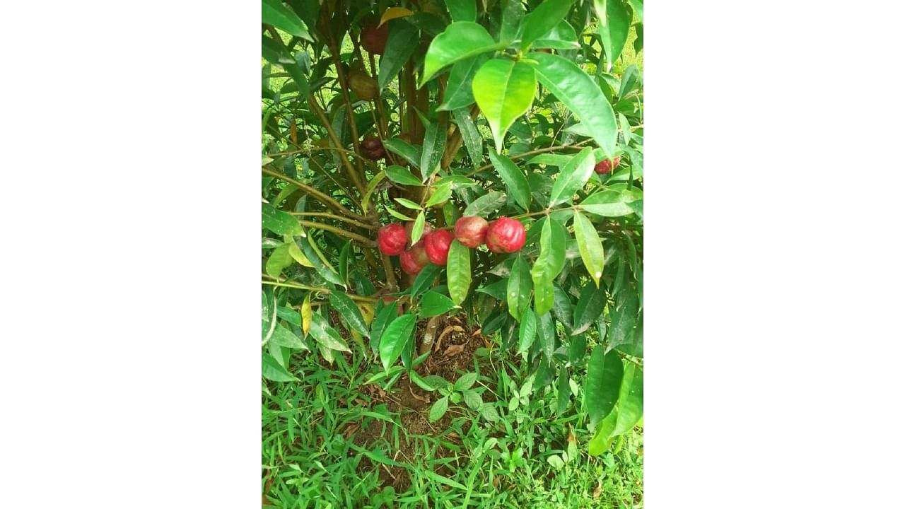 Apples cultivated by Ketolira Shammi.