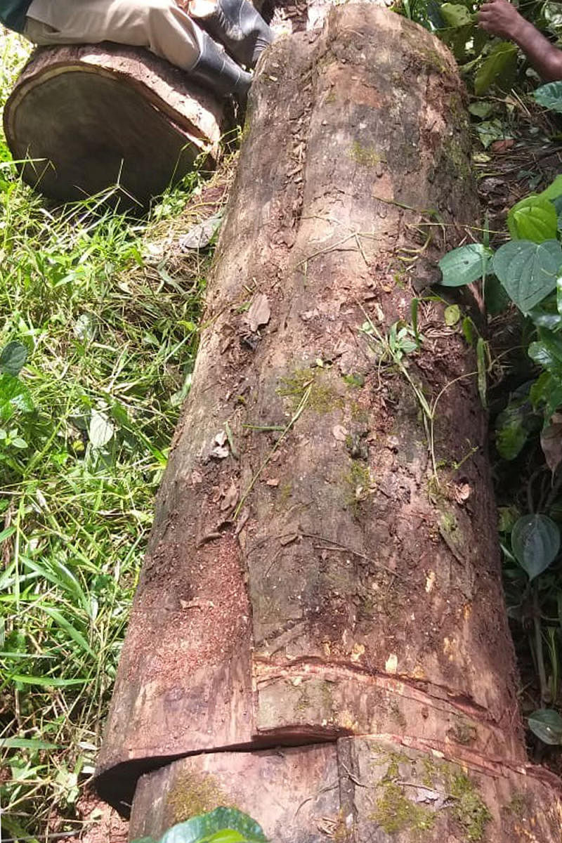 The rosewood tree felled by poachers in Suntikoppa.