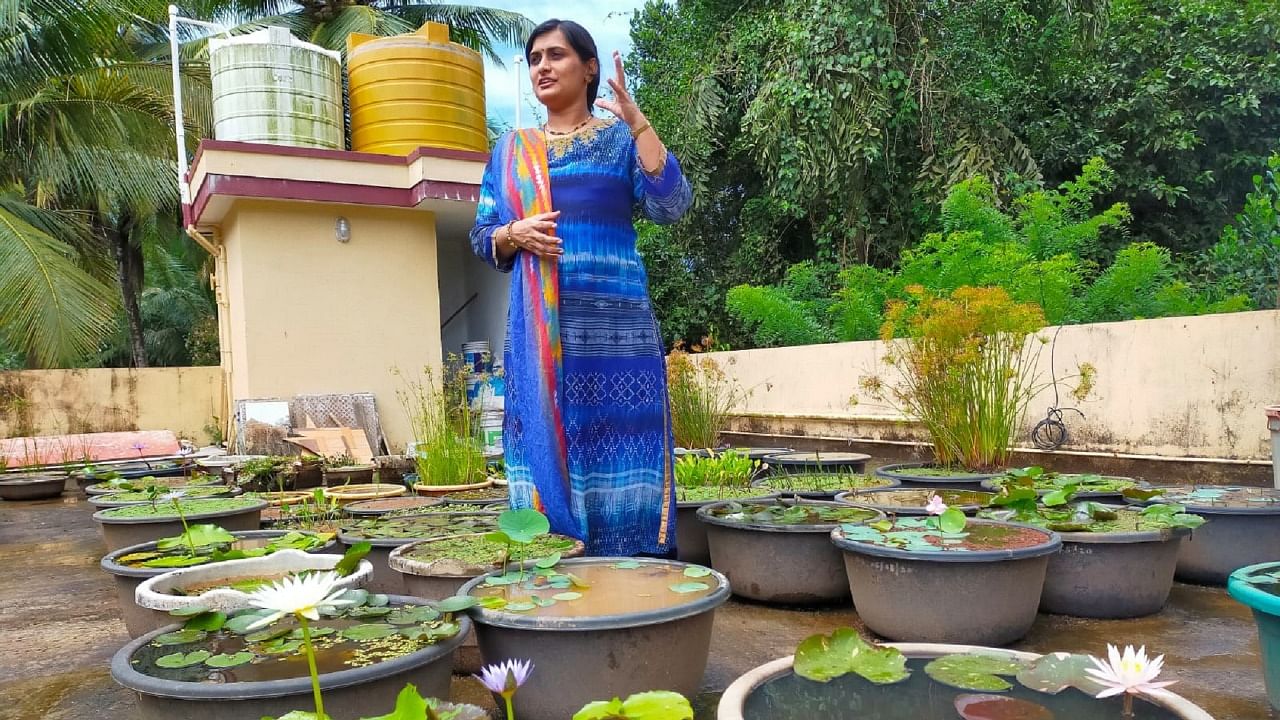Sneha Bhat speaks about the water lilies and lotuses she grows on her rooftop. Credit: DH Photo
