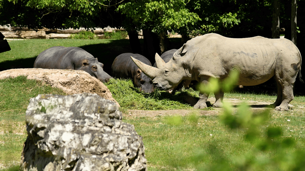 Toby, the world's oldest white rhino, in its enclosure at the at the zoo in Bussolengo, near Verona, in northern Italy. Credit: AFP Photo