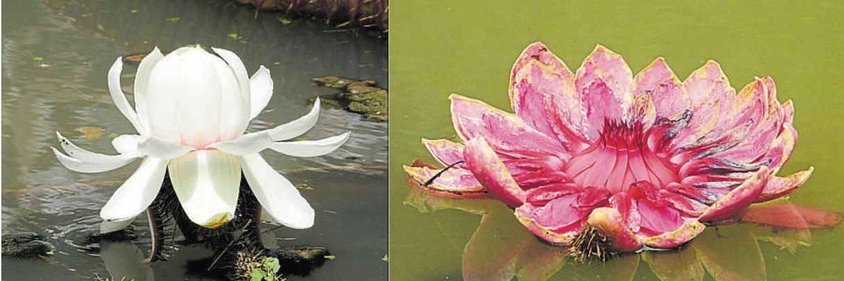 The Victoria Amazonica starts out white and then turns deep pink once fully bloomed. Photos by Sharath Ahuja