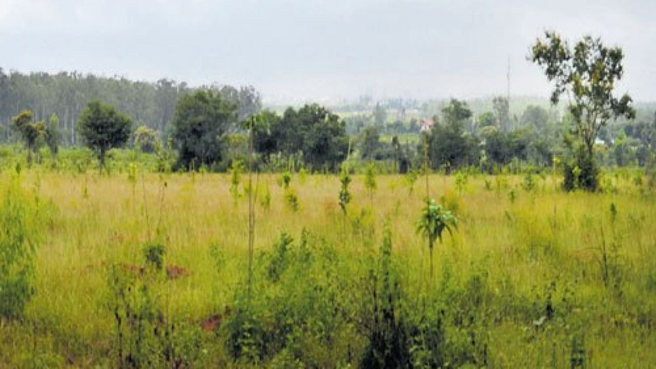 After scouring Bengaluru North taluk, department officials said they zeroed in on the 250 acres of the forest because it mostly has eucalyptus trees. Credit: DH File Photo