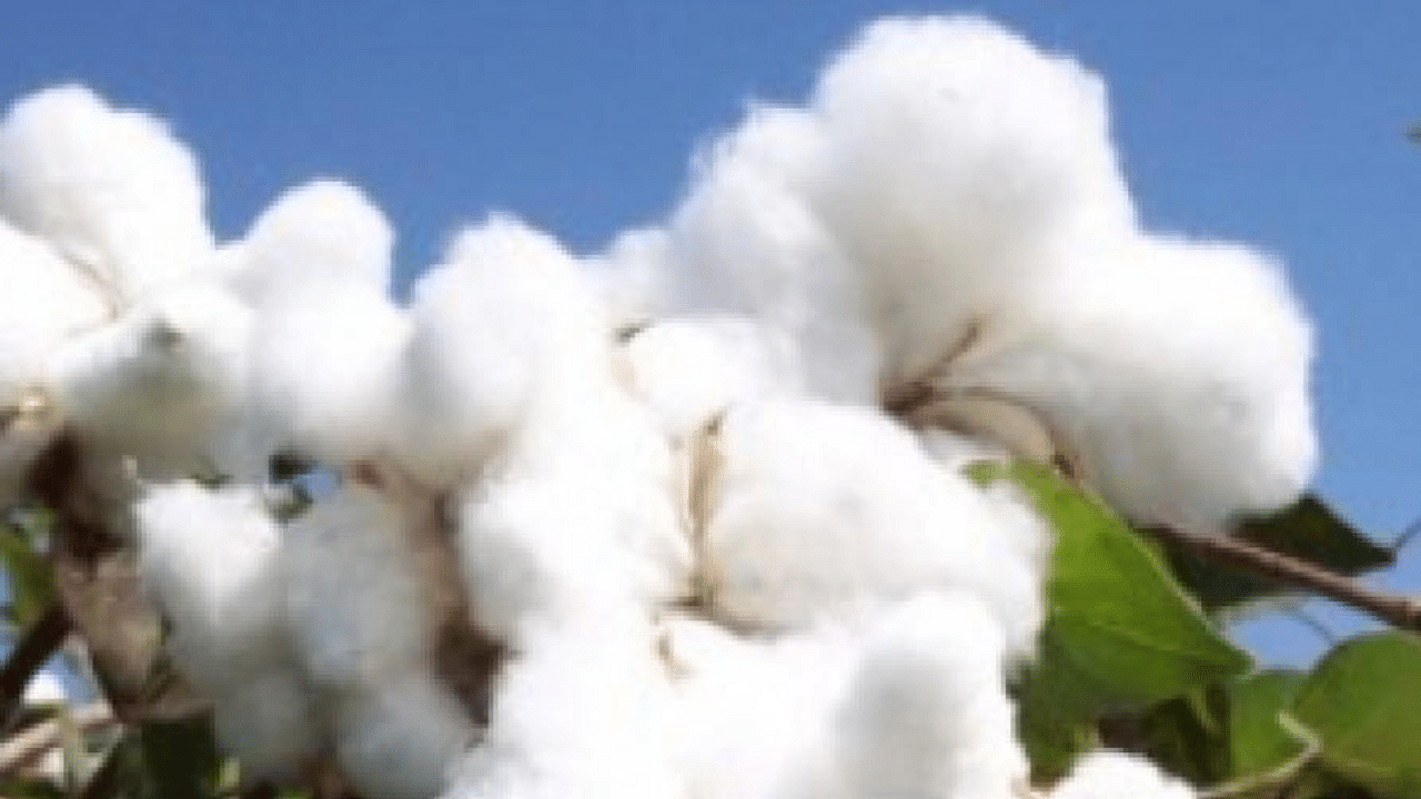 Bt Cotton trial proposal riles farmers, activists. Credit: DH Photo