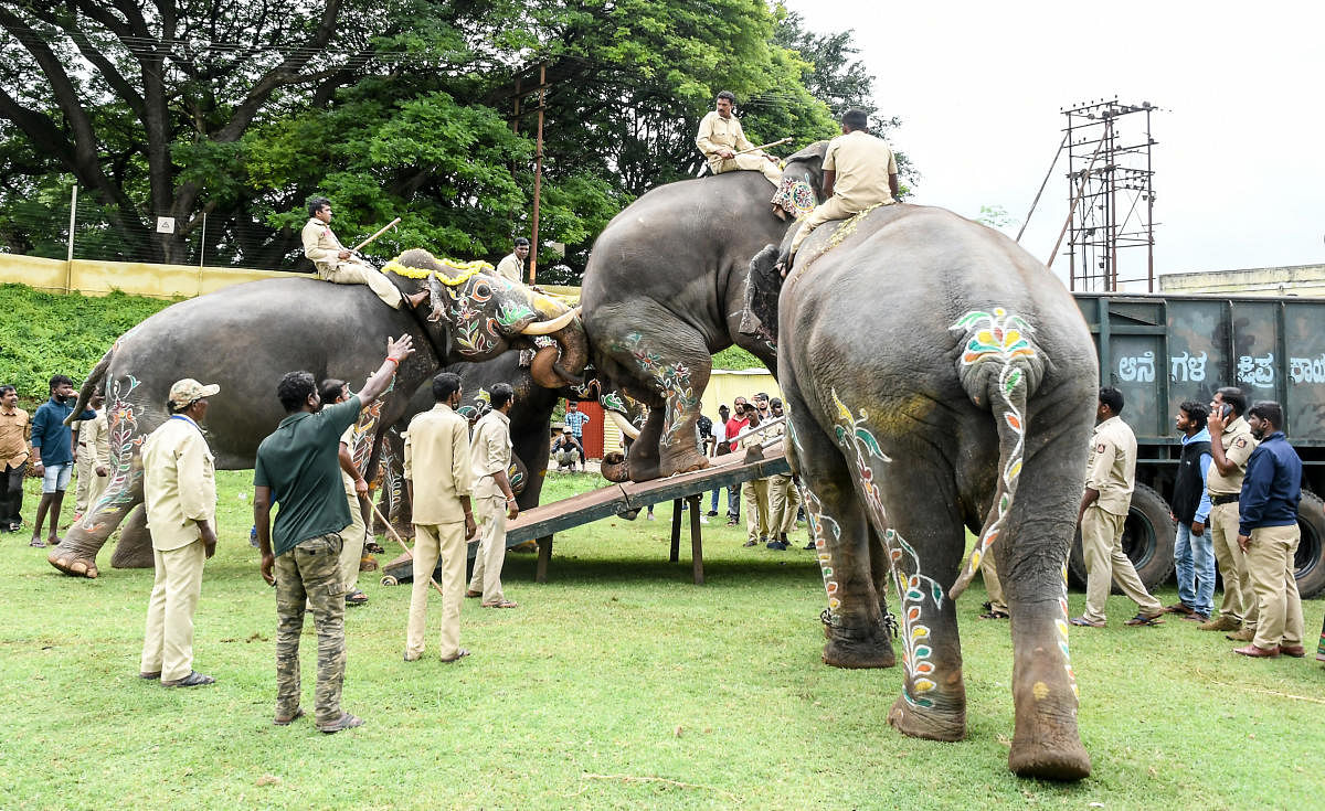 Only six elephants participated in Jamboo Savari. Credit: DH Photo