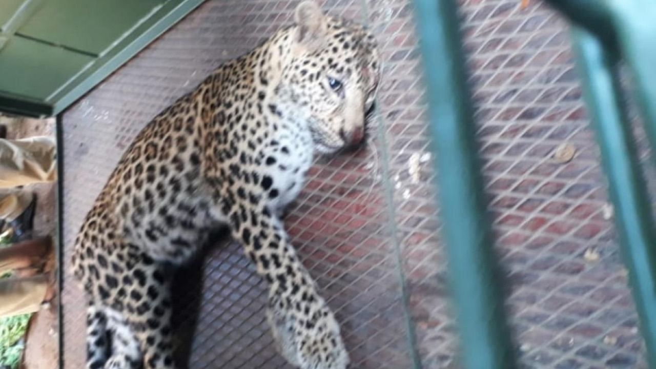 The leopardess is around three years old and is healthy. Credit: Special Arrangement