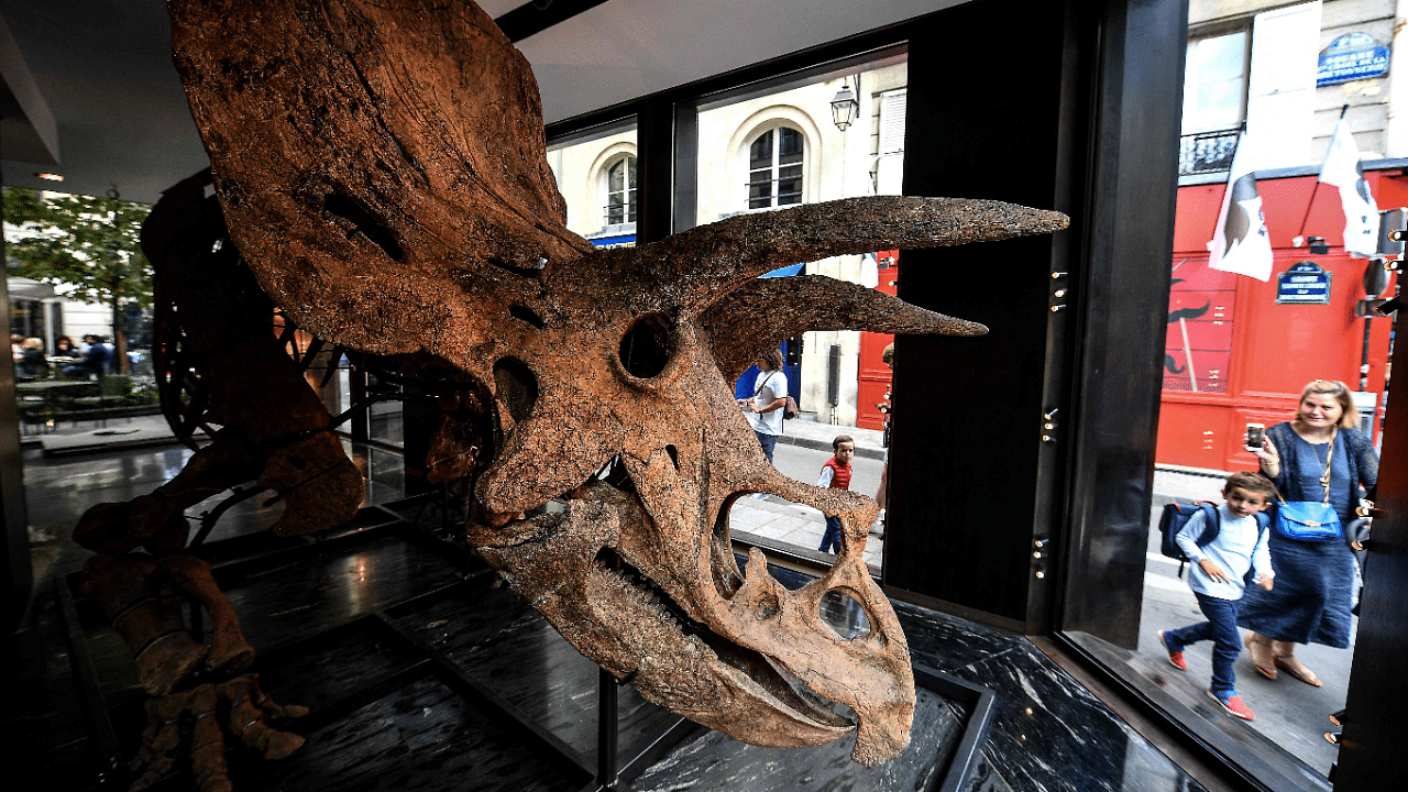 A woman and a child walk past a gallery where a triceratops stands on a metal frame, set to be exposed ahead of its auction sale at Drouot auction house in October, in Paris. Credit: AFP Photo