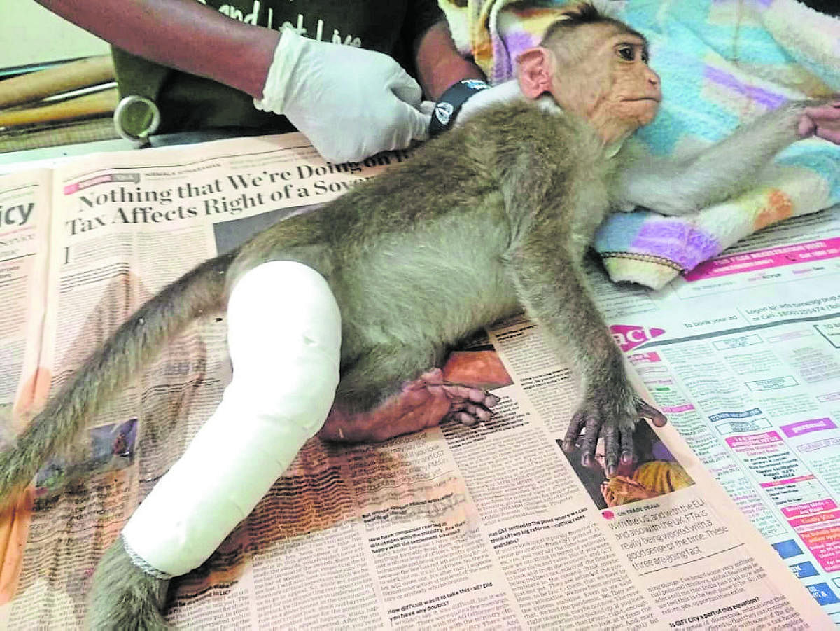 Wildlife Rescue and Rehabilitation Centre, Bannerghatta, treats bonnet macaques suffering from food poisoning and accident injuries.