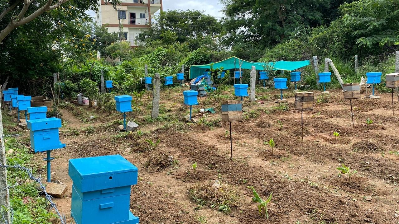 The neighbourhood apiary set up by Mahadeva Swamy in Judicial Layout. Credit: DH Photo