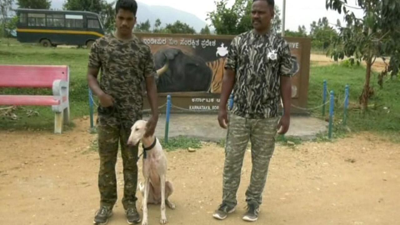 Mudhol dog Margi seen with its trainers in Bandipur. Credit: Special arrangement