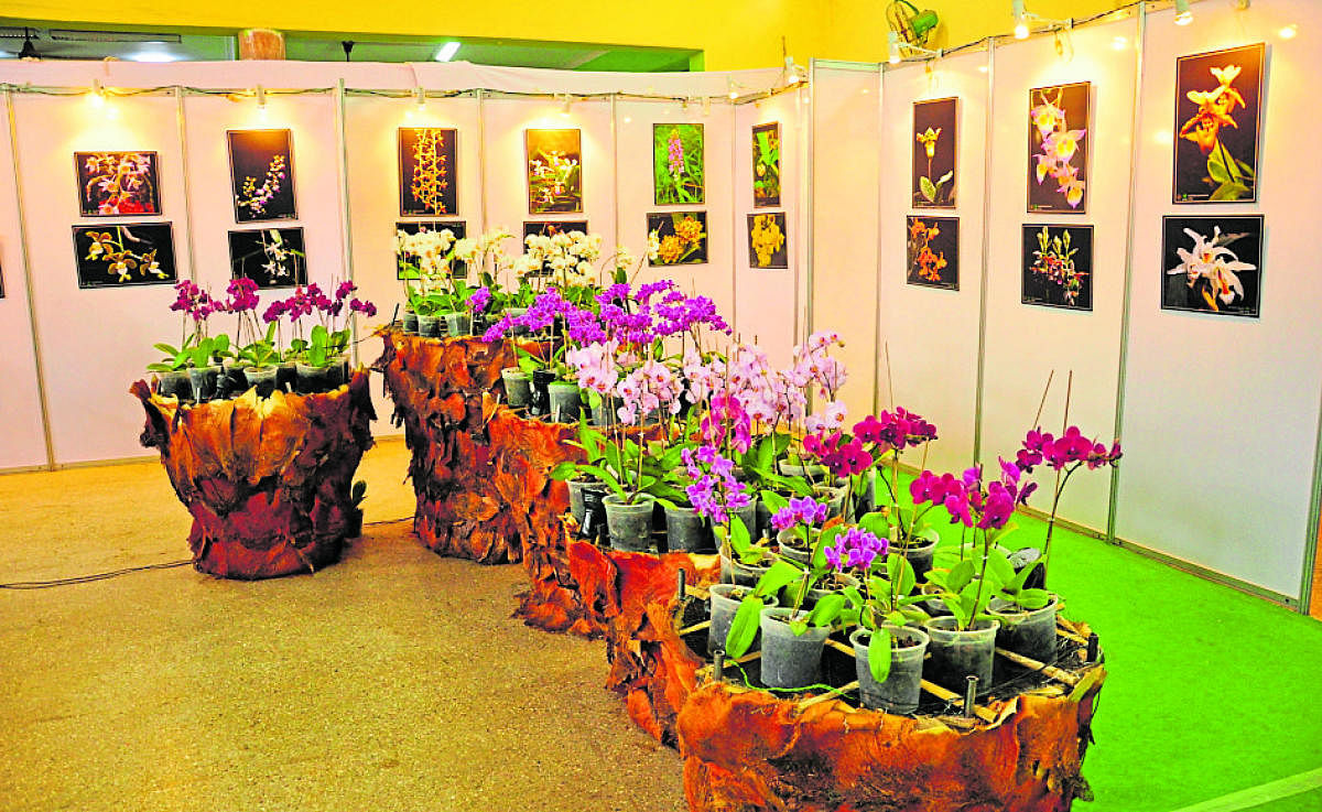 An orchid show held by TOSKAR in 2014 at M H Marigowda Hall, Lalbagh.