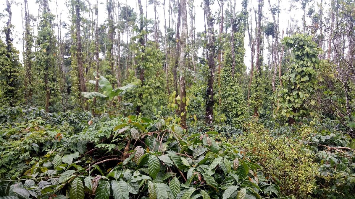 A plantation in Kodagu district.