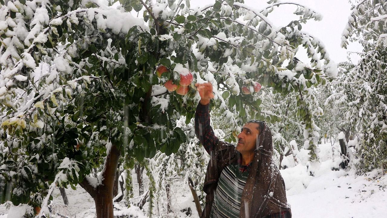 A man plucks an apple from a tree at an orchard after snowfall in Shopian district, Saturday, October 23, 2021. Untimely snowfall has damaged the apple orchards in the district. Credit: PTI Photo