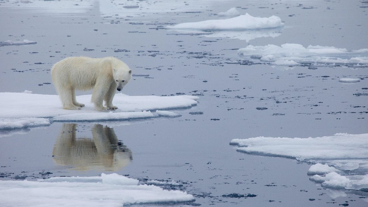 A polar bear stands on melting sea ice in Svalbard, Norway, in 2013. Credit: Reuters File Photo