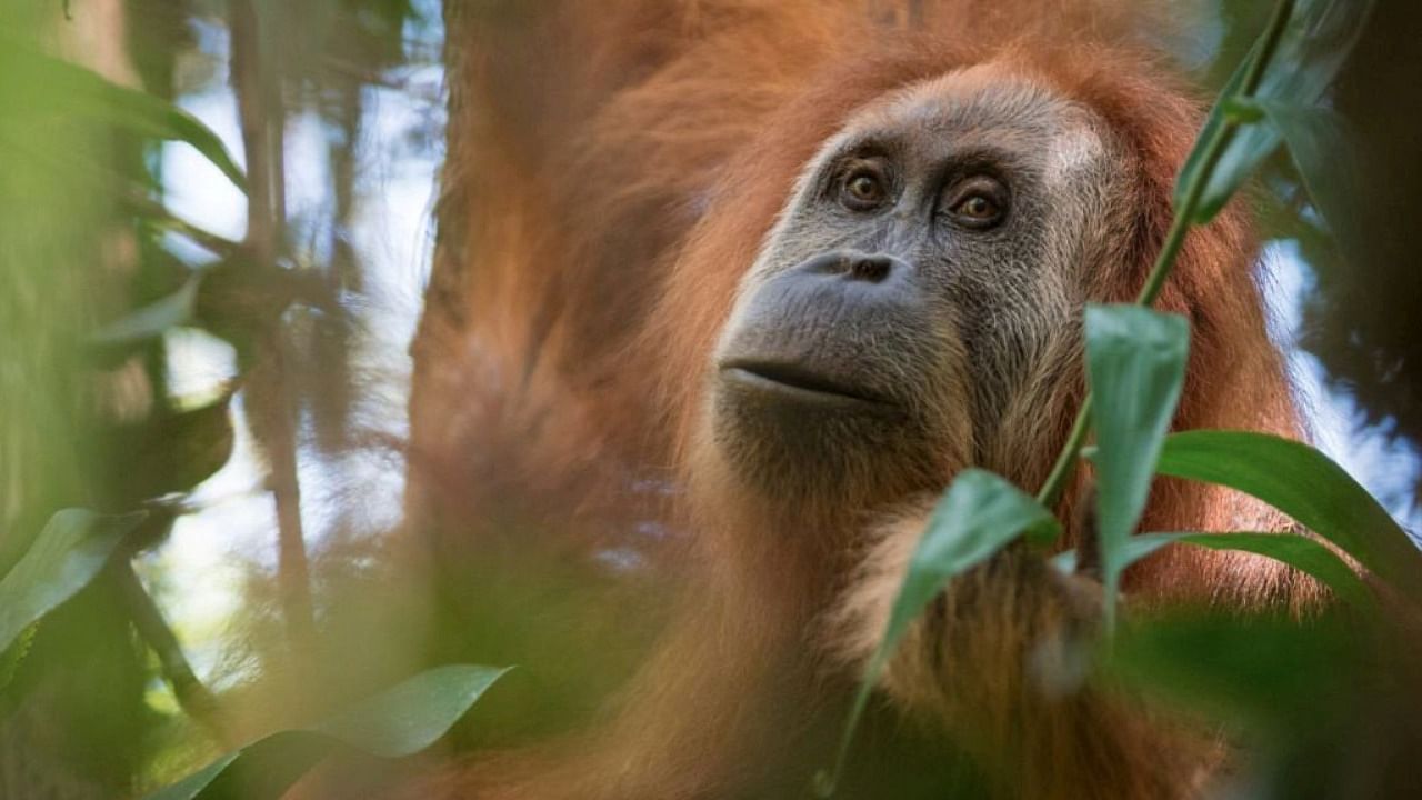 These orangutans were brought to Mysuru in August but the public can only see them from Wednesday. Credit: Reuters Photo