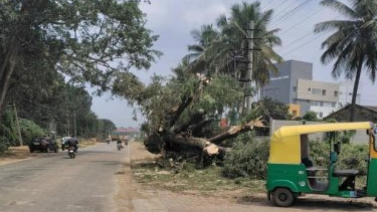 A tree cut down near Indlabele on Attibele-Sarjapura Road. Credit: Special Arrangement