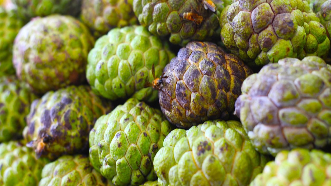 Due to the smell of leaves of the custard apple plant, animals don't eat it. Credit: iStock photo