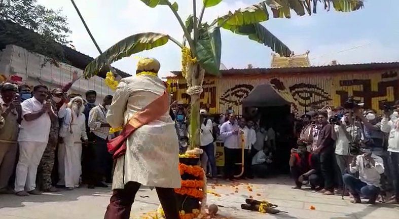 Narasimharaja Urs fells the banana plant, marking the launch of Hasanamba festival, in Hassan, on Thursday. Credit: Special Arrangement