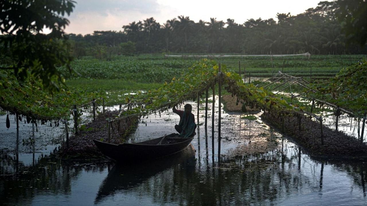 In this photograph taken on September 26, 2021, a farmer steers a boat in an inundated field past vegetables growing on seed beds, made of stack layers of water hyacinth and bamboo tied together by their roots to create a raft, in Mugarjhor some 200 kilometres (120 miles) south of Dhaka. Credit: AFP Photo