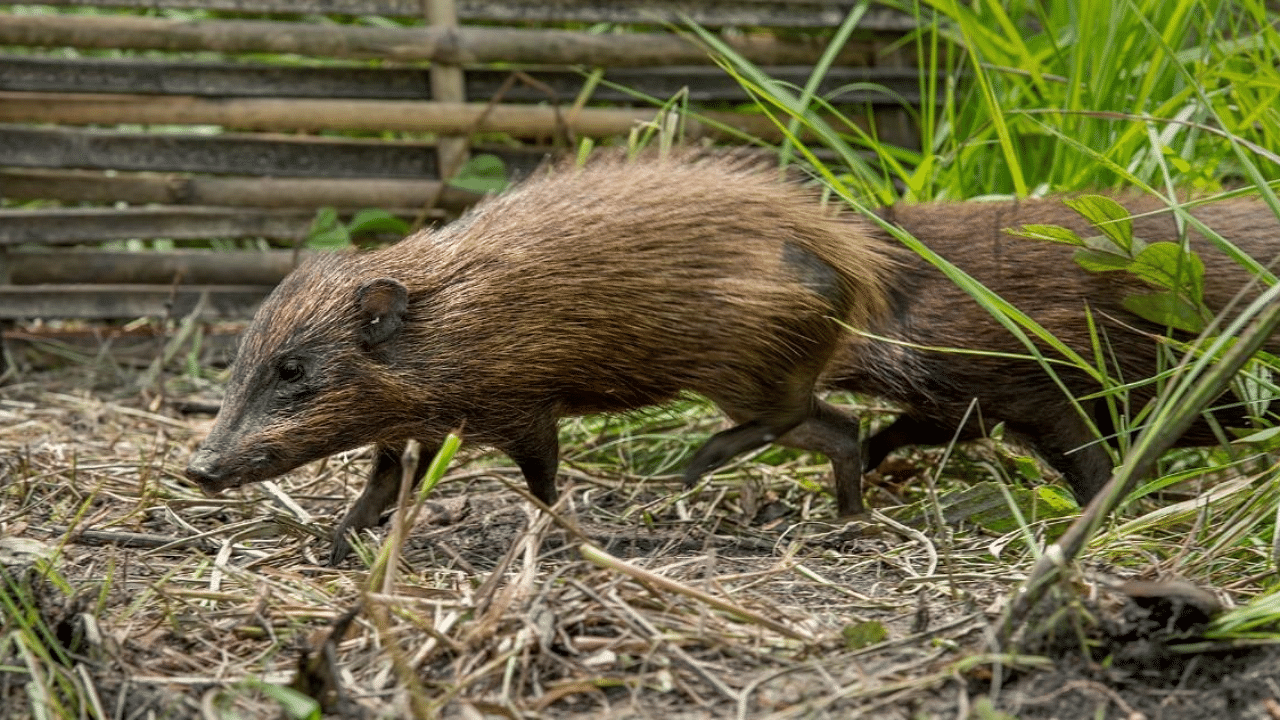Captive-bred pygmy hog. Photo Credit: Udayan Borthakur, Aaranyak