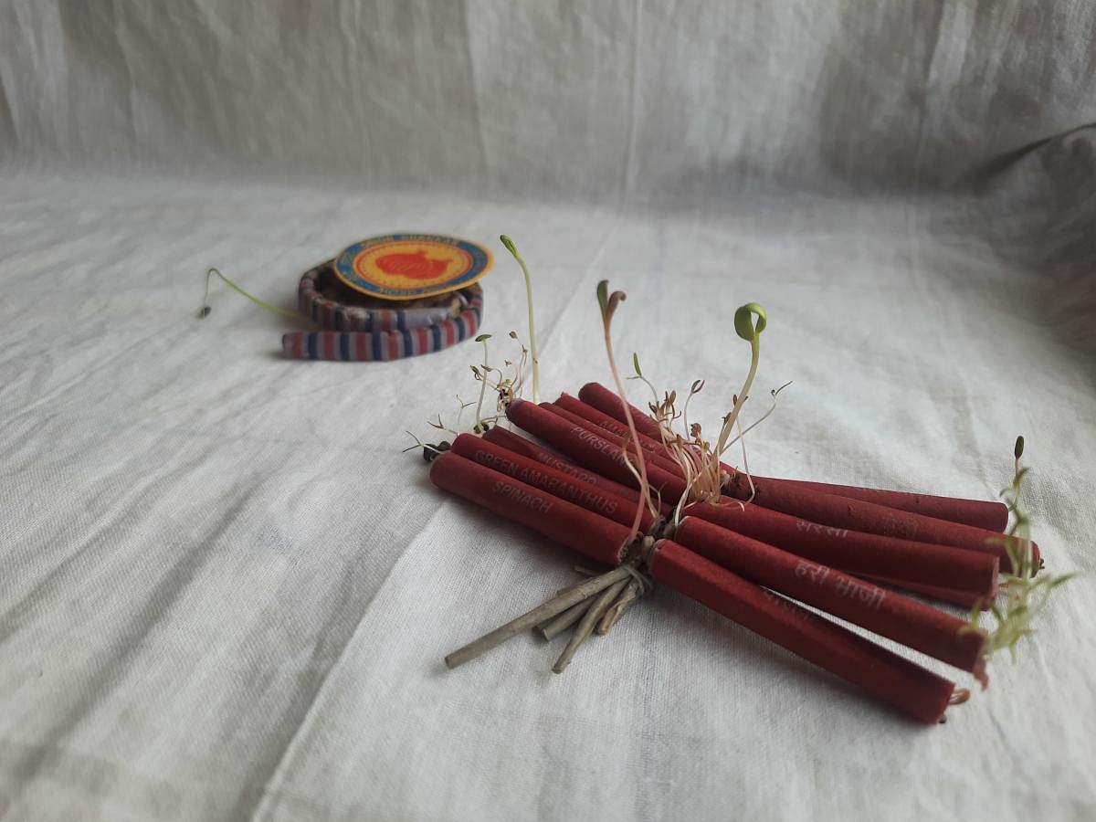 Germination of seed firecrackers. PHOTOS COURTESY GRAM ART PROJECT