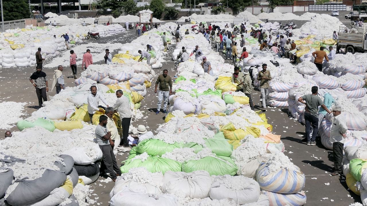 Workers with cotton sacks at Khetiwadi Utpann Bazar Samiti yard at Bedi in Rajkot. Credit: PTI File Photo