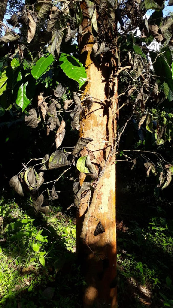 The pepper vines destroyed in Kolakeri.