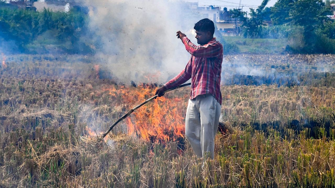 Last year, the share of stubble burning in Delhi's pollution had peaked at 42 per cent on November 5. Credit: PTI Photo