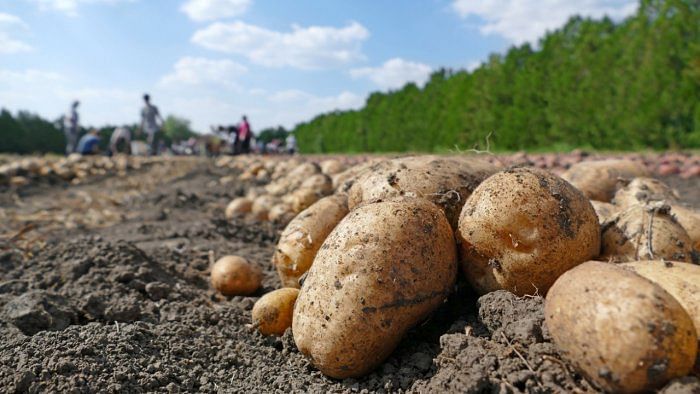 Over 450 families of three rajma and potato producing villages of Bona, Tomik and Golph have suffered damages to the cash crops. Credit: iStock Photo
