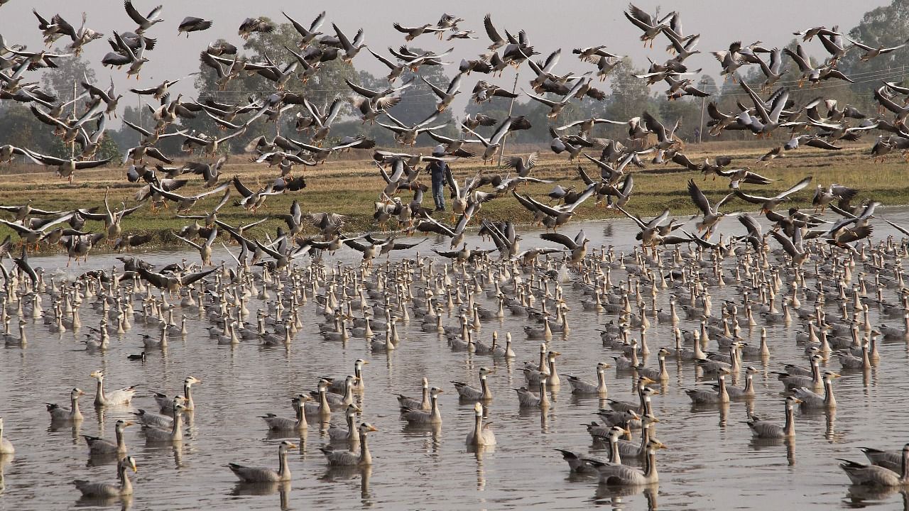 Migratory birds at Gharana wetland. Credit: PTI File Photo