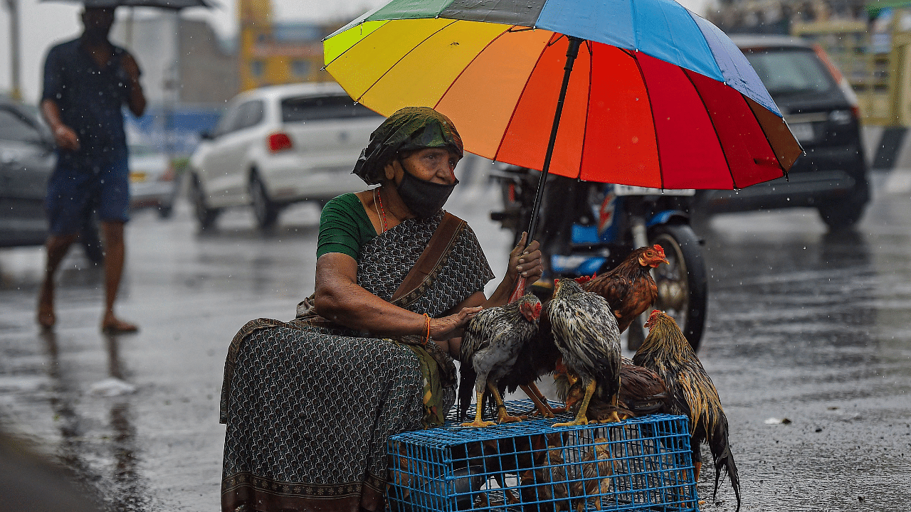 A vendor selling chickens waits for customers during rainfall, in Chennai. Credit: PTI Photo