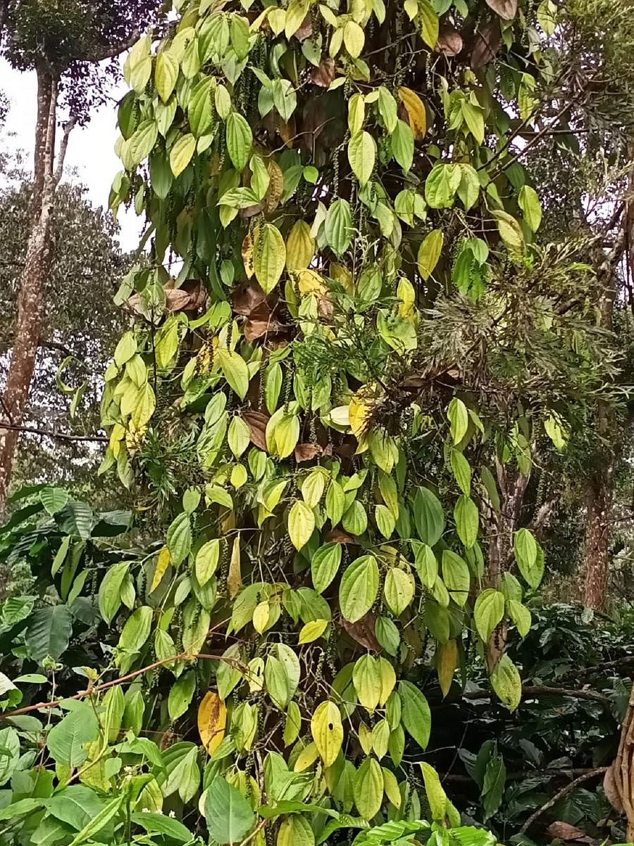 Pepper vines affected by a disease at a coffee plantation in Napoklu.