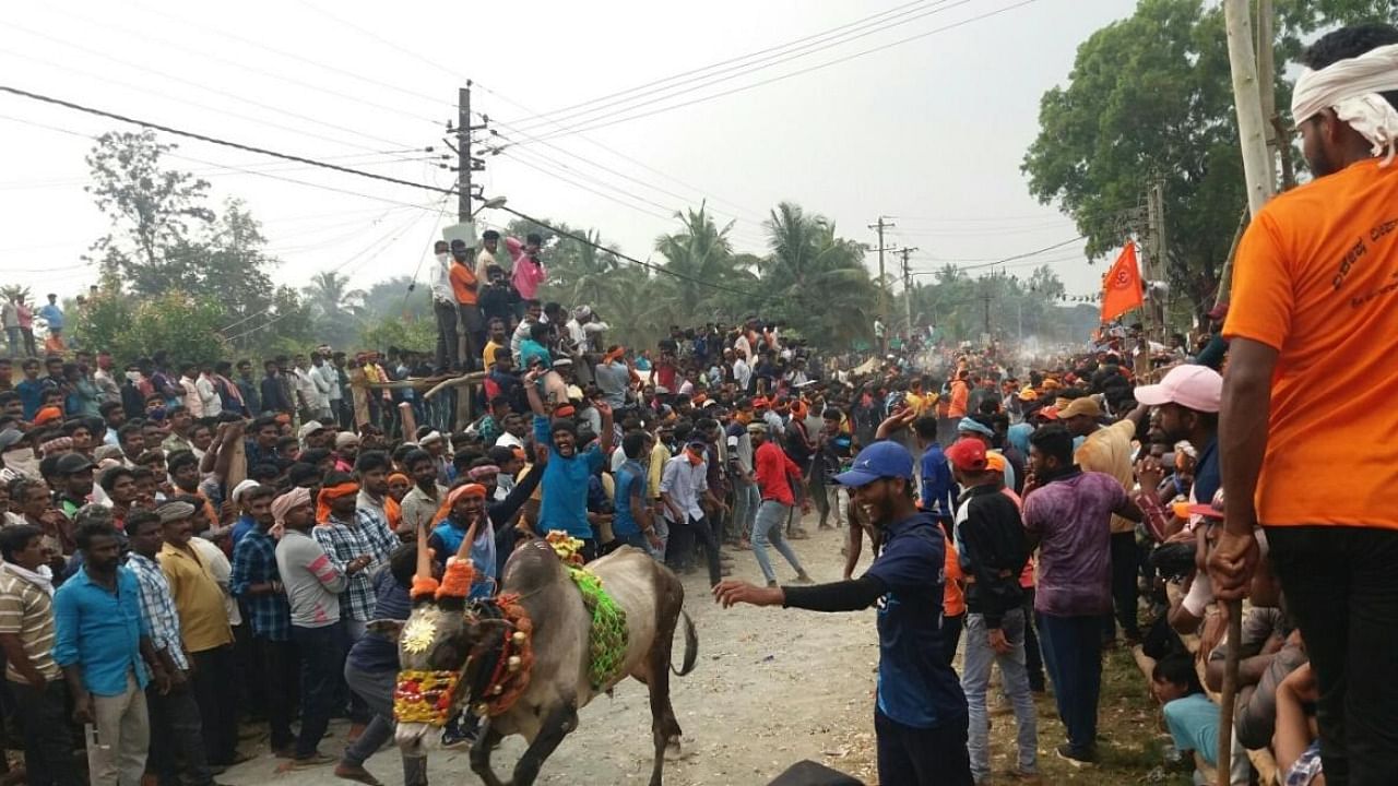 Spectators rejoice during a bull-taming event in Karnataka. Credit: DH File Photo