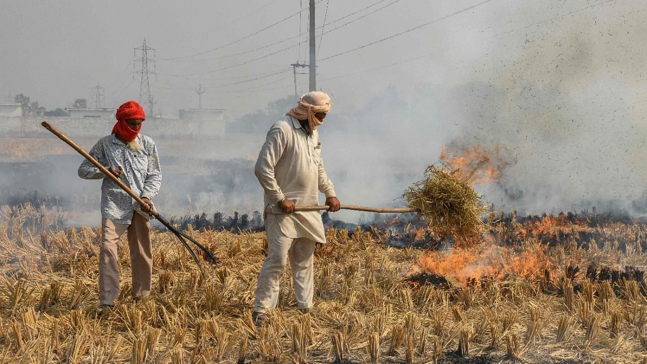 Farmers burns straw stubble after harvesting a paddy crop in a field. Credit: AFP File Photo