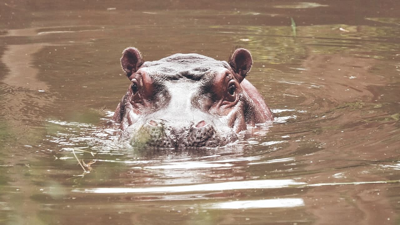 A male hippopotamus, gifted by Mysuru Zoo, is a major attraction at Tyavarekoppa Lion-Tiger Reserve in Shivamogga district. Credit: DH Photo