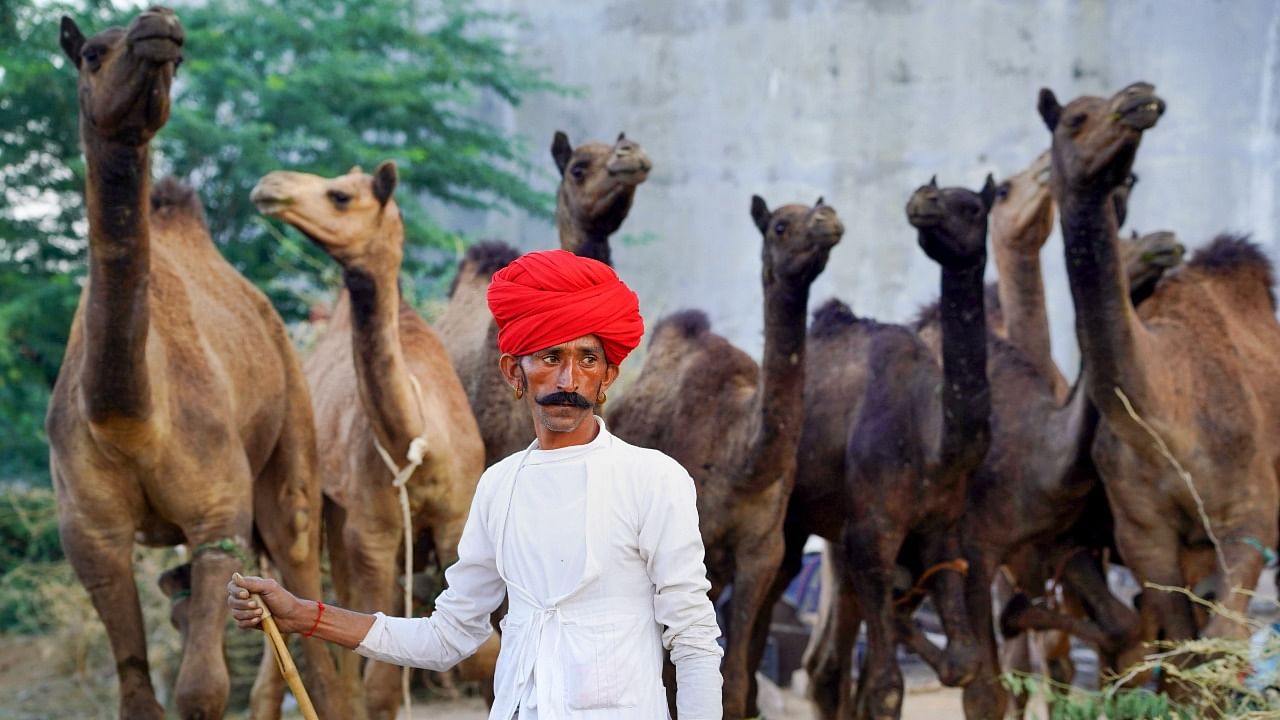 A camel herder with his camels at the Pushkar Fair in Ajmer, Rajasthan. Credit: PTI Photo